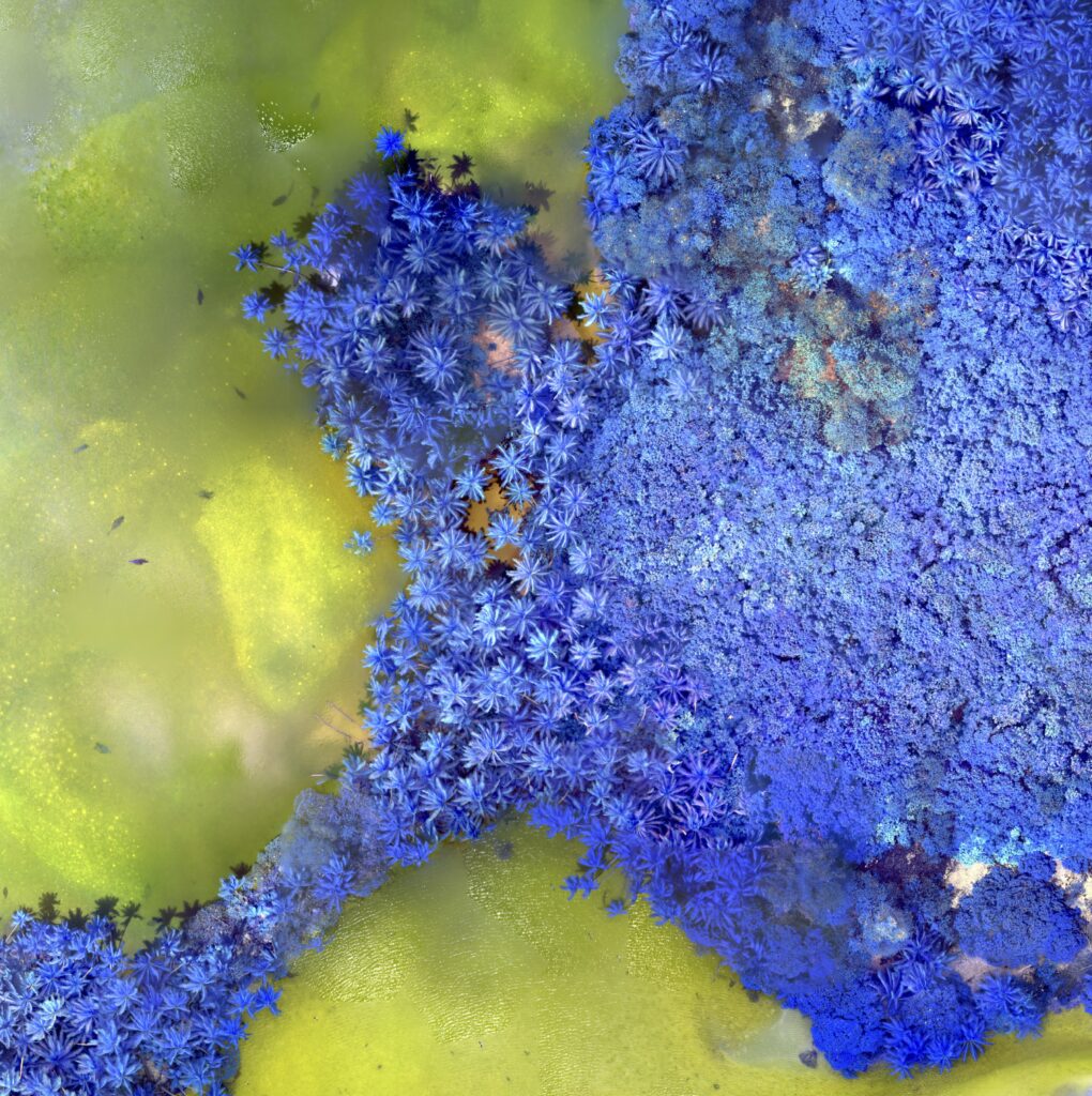 Terre vue du ciel : bourgeonnements bleu d'une forêt installée sur des eaux mordorées où nagent quelques ombres de poissons